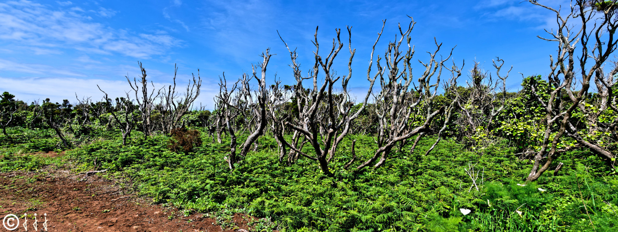 Paysage île de São Jorge aux Açores.