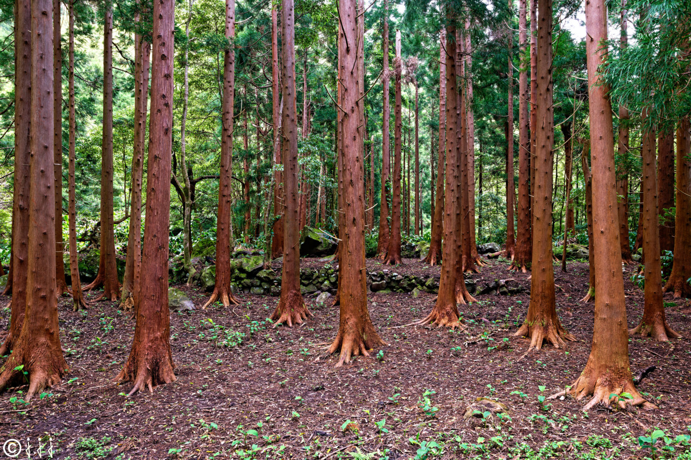 Paysage île de Flores aux Açores.