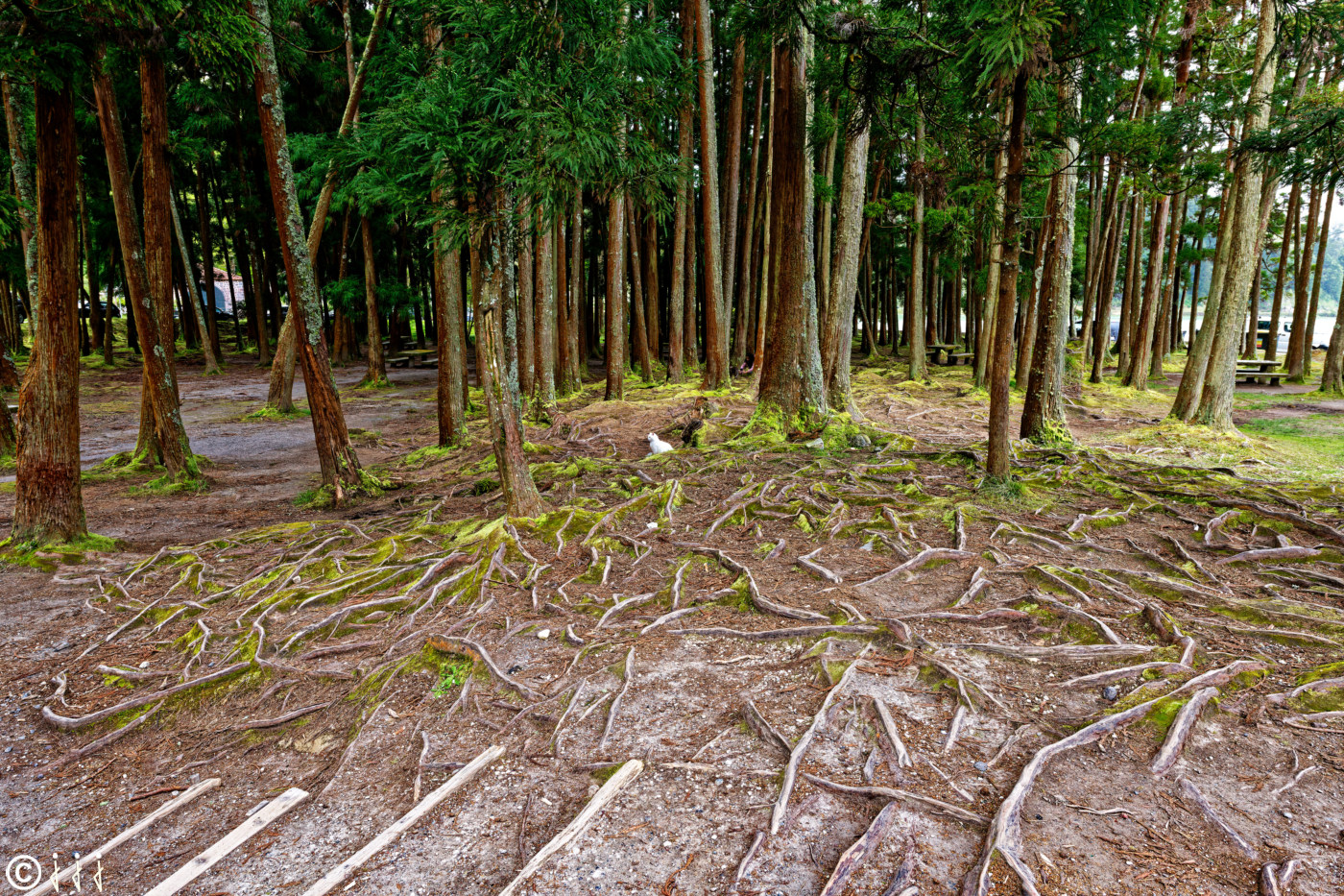 Paysage île de São Miguel aux Açores.