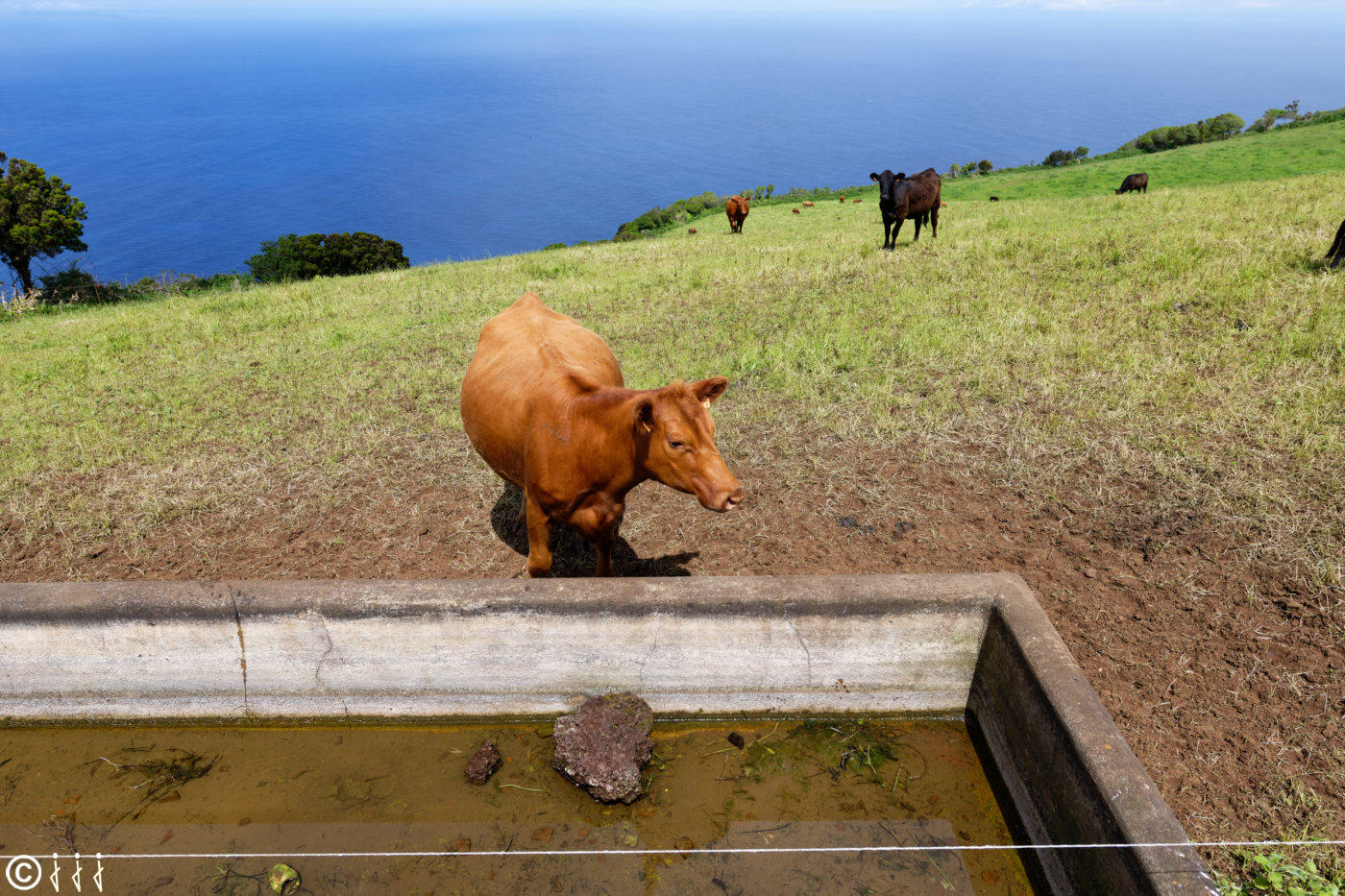Paysage île de São Jorge aux Açores.