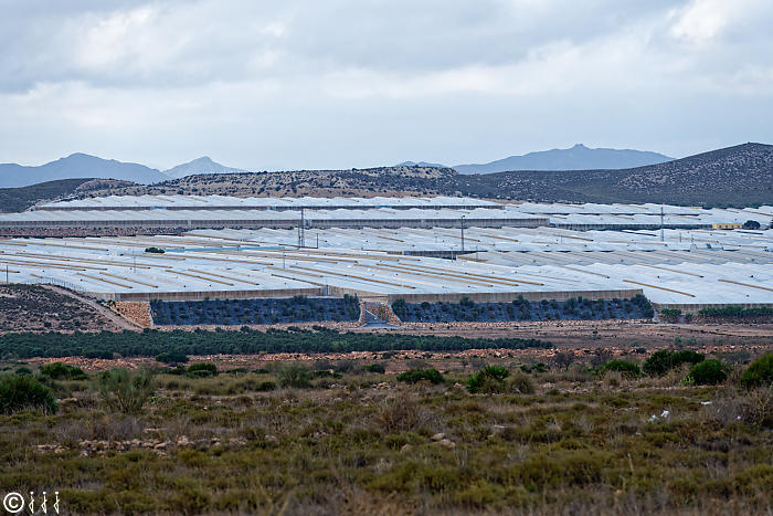 Culture intensive à Alméria.