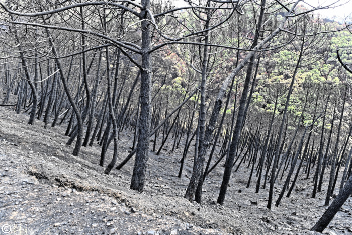 Forêt calcinée sur la route de Malaga.