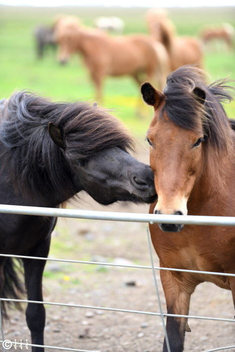 Photo chevaux Islandais.