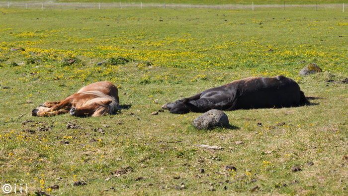 Chevaux islandais au repos