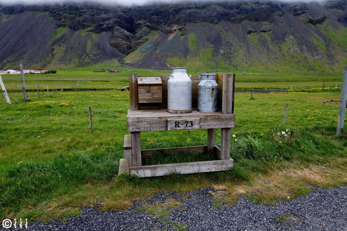 Collecte de lait en islande.