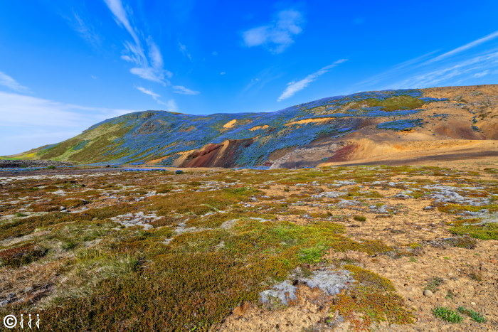 Colinne semées de lupins en Islande.