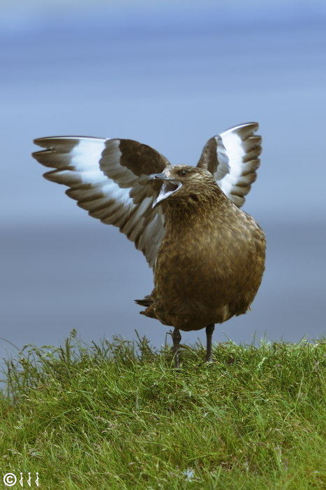 Le grand Labbe au Cap d’Ingolfshofdi.