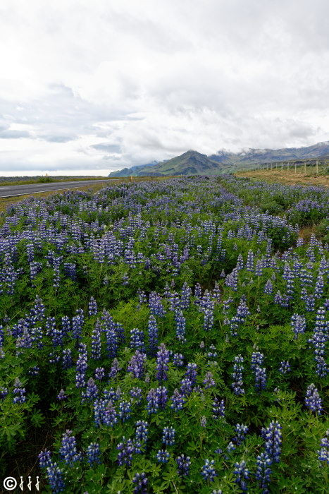 Champ de lupins en Islande.
