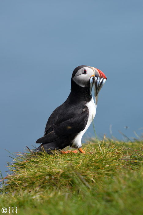 Macareux moine au cap d’Ingolfshofdi.