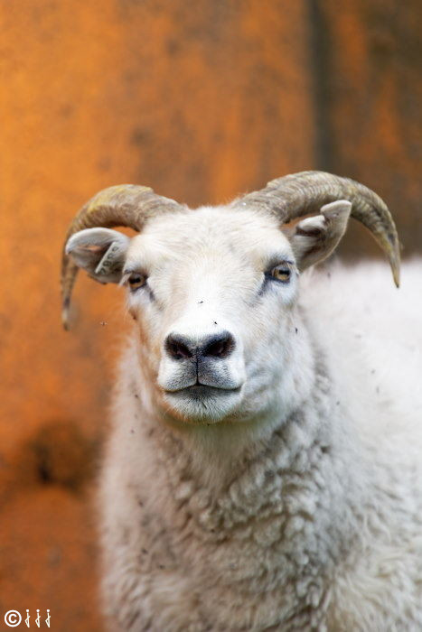 Mouton au cap d’Ingolfshofdi.