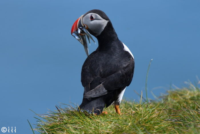 Macareux au cap d’Ingolfshofdi.