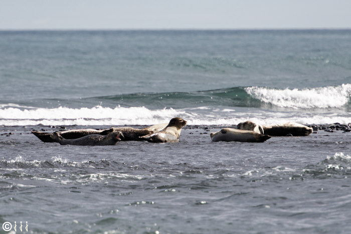 Phoques à jokulsarlon.