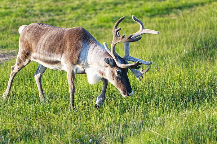 Renne en Norvège.
