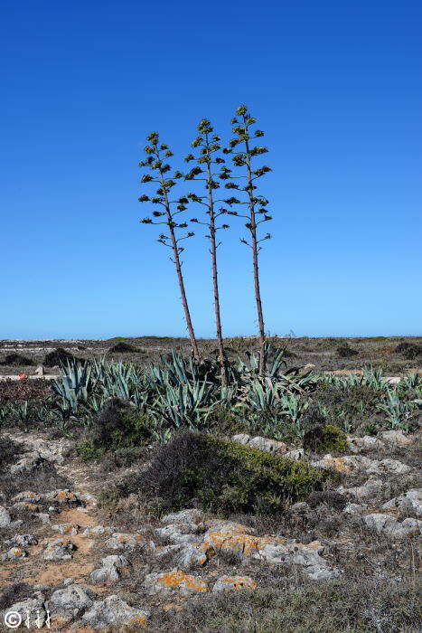 Agave