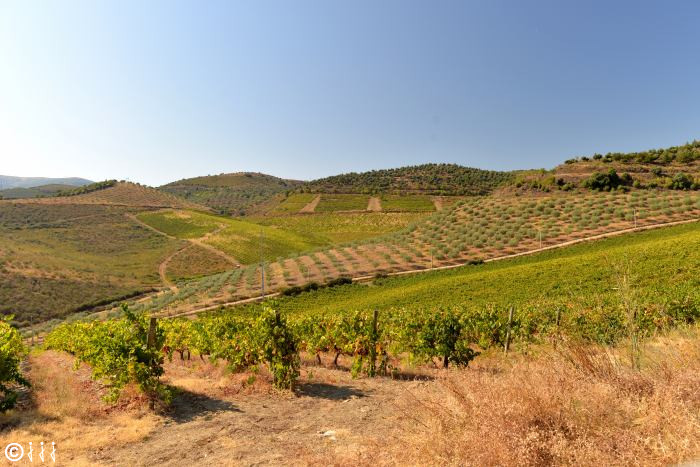 paysage sur la route de Pinhao.