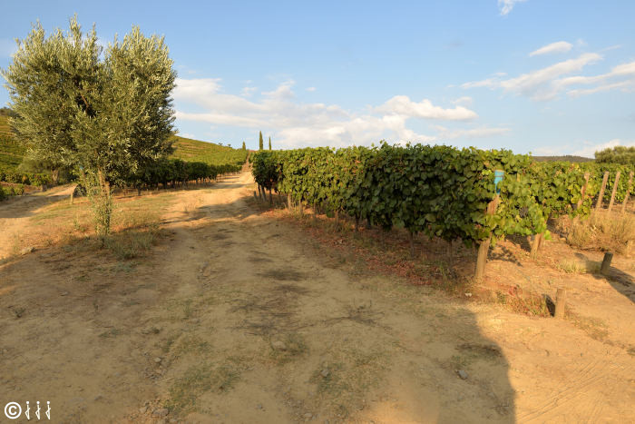 Propriété viticole autour de Pinhao.