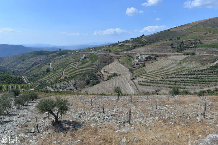 paysage vallee du douro.