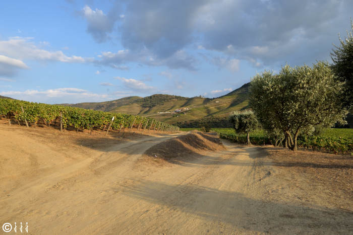 paysage viticole au portugal.