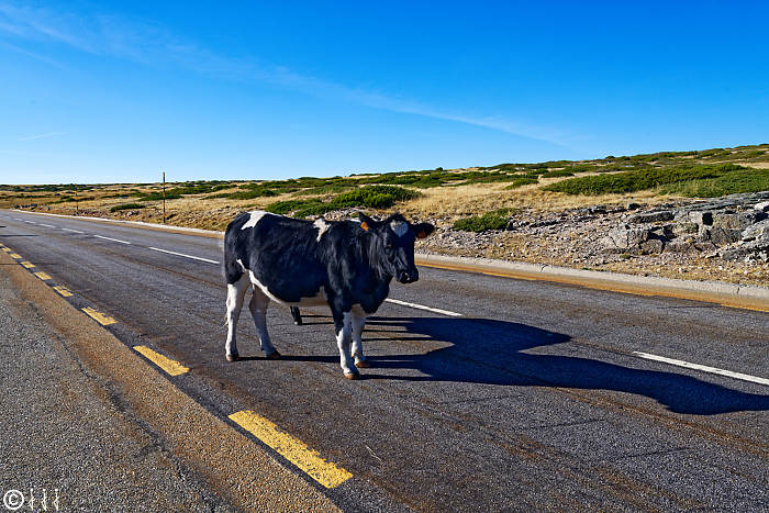 Vache sur la route