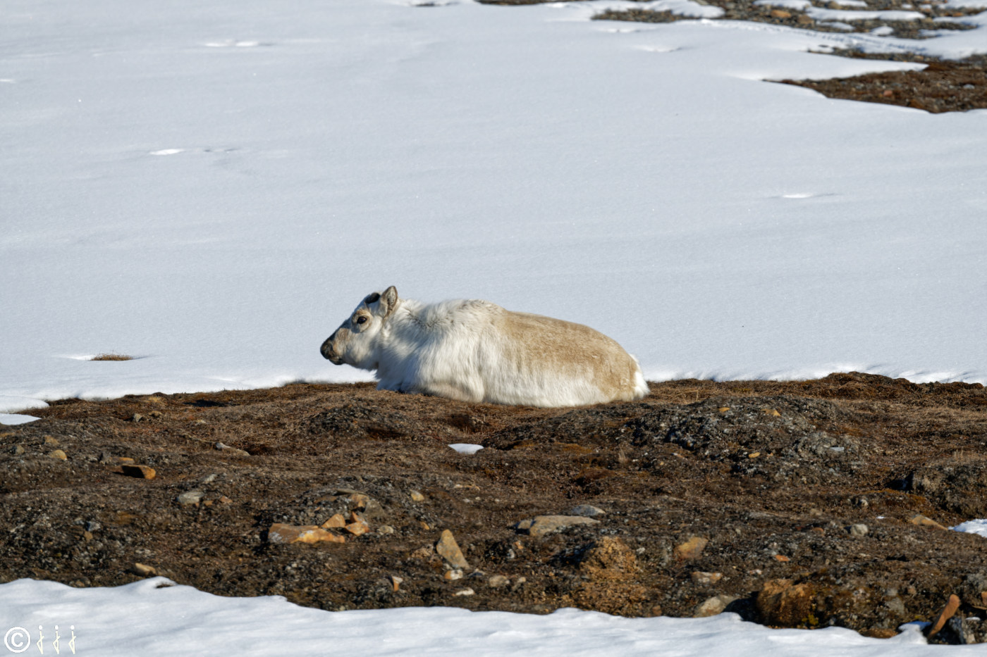 Un renne au repos.
