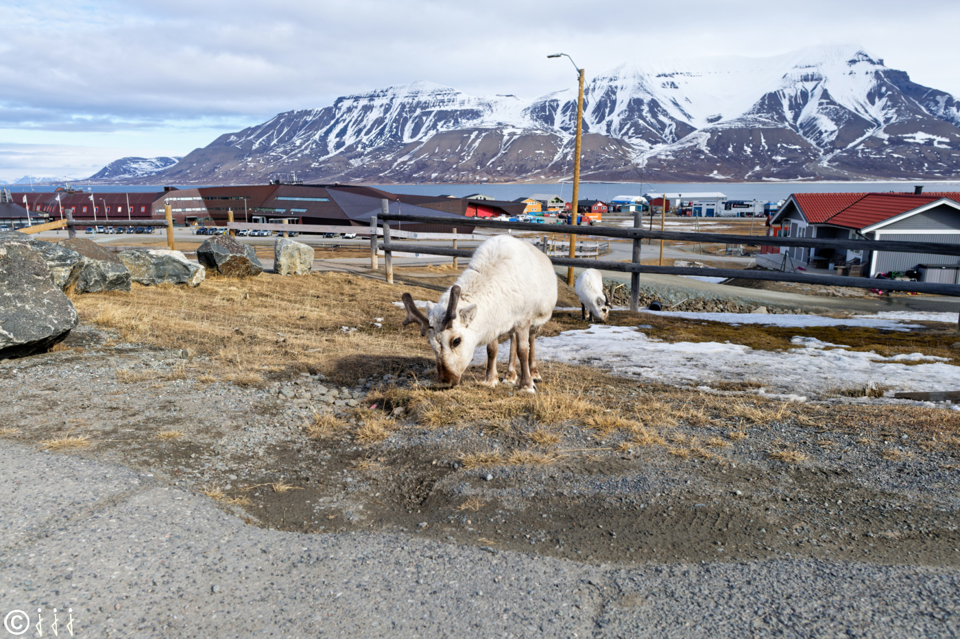 Un renne à Longyearbyen.