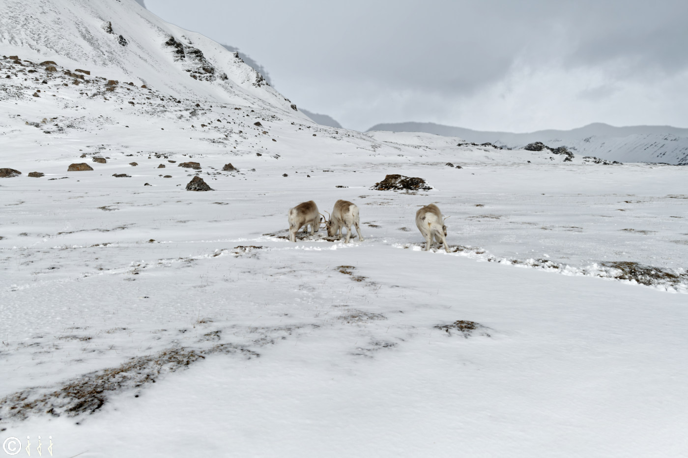 Rennes du Svalbard.