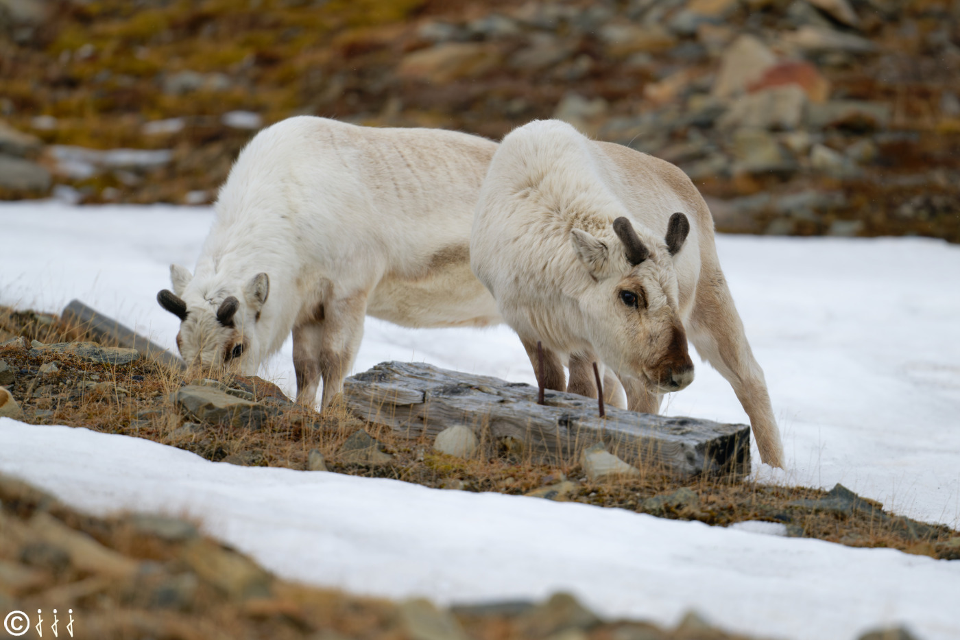 Rennes du Svalbard.